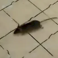 2007 Adrian Bird's Labor entdeckt, dass Rett-Symptome bei Mäusen wieder verschwinden können..