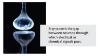 synapse