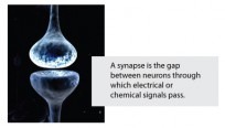 synapse